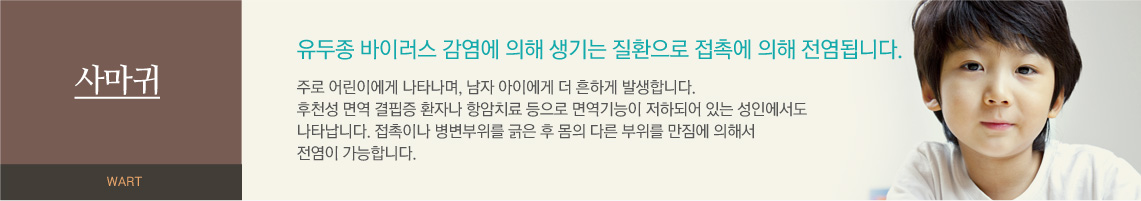 사마귀 - 유두종 바이러스 감염에 의해 생기는 질환으로 접촉에 의해 전염됩니다. 주로 어린이에게 나타나며, 남자 아이에게 더 흔하게 발생합니다. 후천성 면역 결핍증 환자나 항암치료 등으로 면역기능이 저하되어 있는 성인에서도 나타납니다. 접촉이나 병변부위를 긁은 후 몸의 다른 부위를 만짐에 의해서 전염이 가능합니다. 